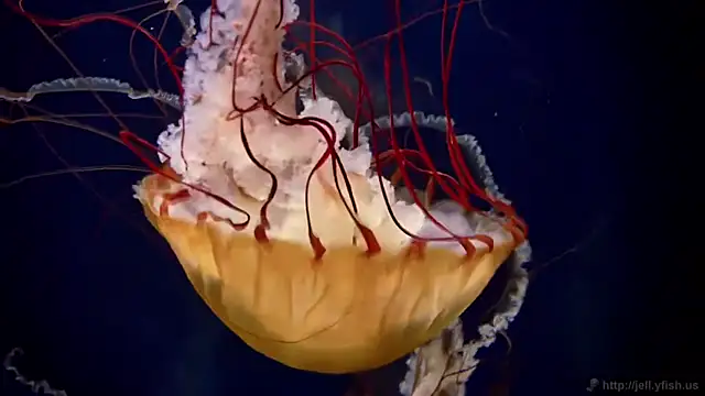 streamy test11 online show from 04/06/26, 12:06