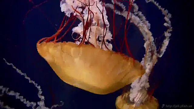 streamy test11 online show from 12/16/25, 10:19