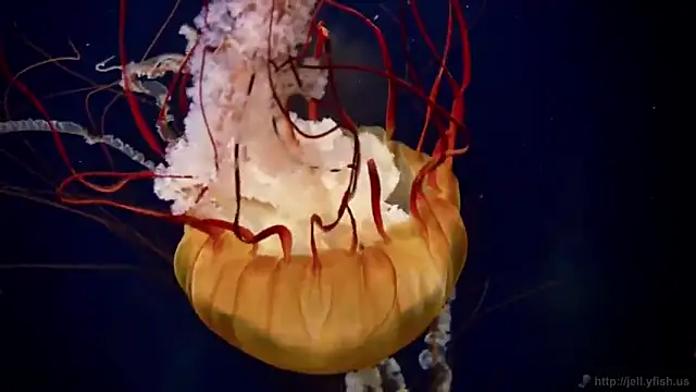 streamy test11 online show from 10/16/25, 02:14