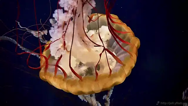 streamy test11 online show from 04/02/26, 11:17