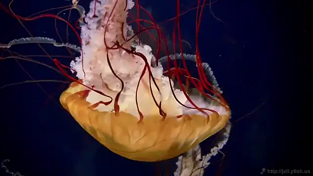 streamy test11 online show from 03/11/25, 08:30