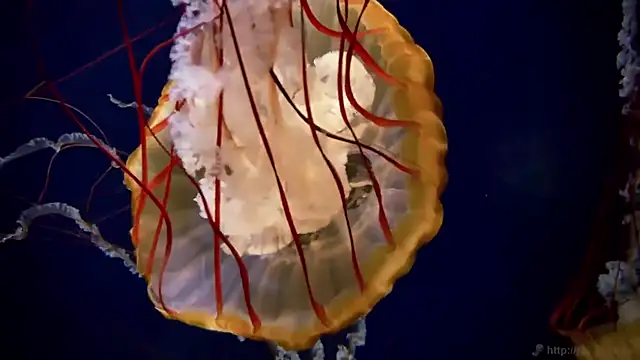 streamy test11 online show from 03/16/26, 03:37