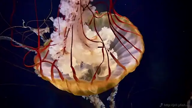 streamy test11 online show from 11/11/25, 04:35