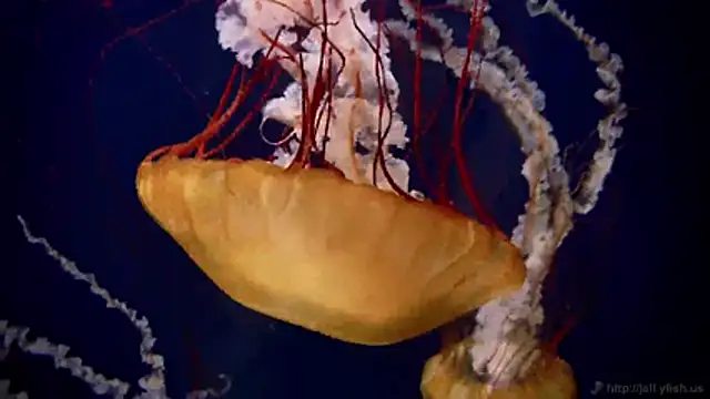 streamy test11 online show from 03/02/26, 07:48