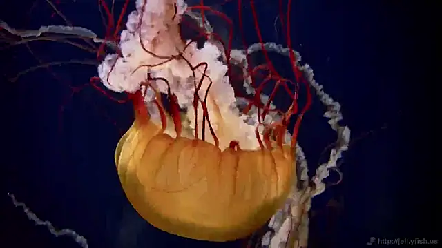 streamy test11 online show from 02/26/25, 08:17