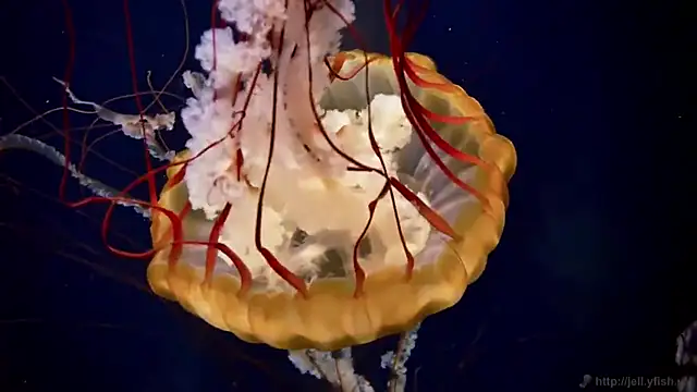 streamy test11 online show from 03/14/25, 08:10