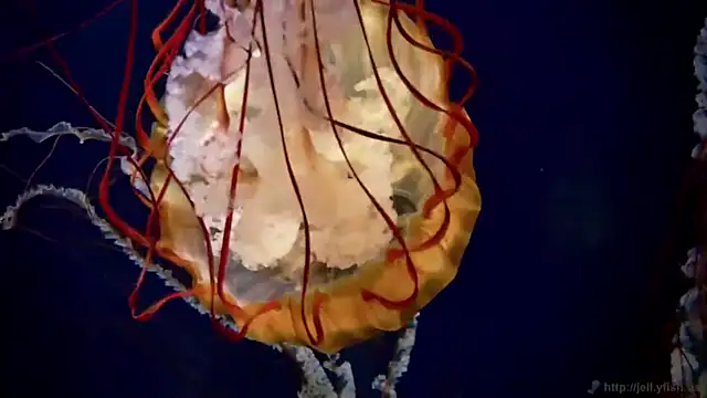 streamy test11 online show from 09/23/25, 08:21