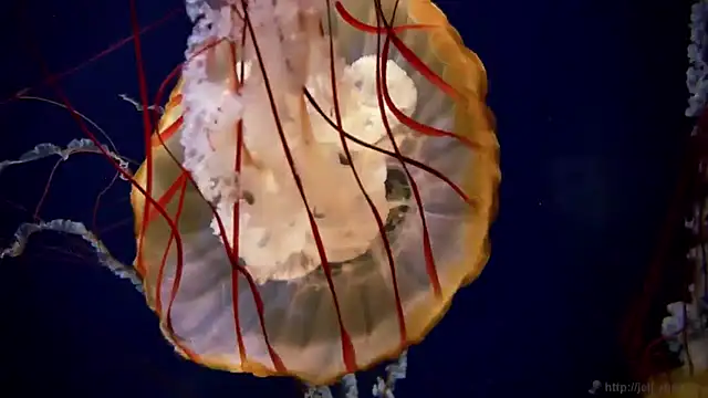 streamy test11 online show from 01/30/25, 02:15