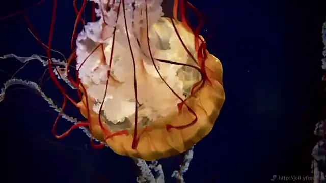 streamy test11 online show from 04/20/26, 11:24