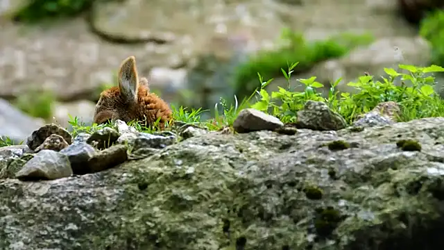 streamy test11 online show from 09/15/25, 11:10