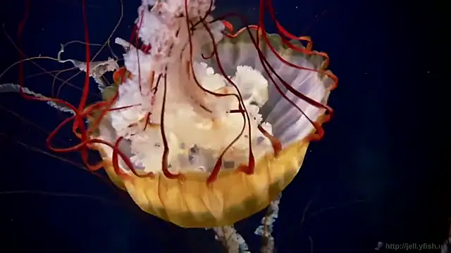 streamy test11 online show from 12/02/25, 12:51