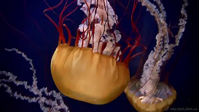 streamy test11 online show from 02/26/26, 01:33