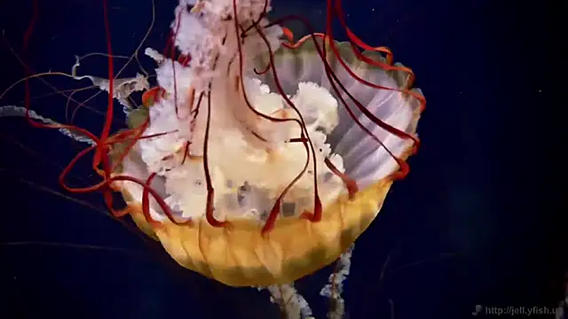 streamy test11 online show from 04/07/26, 09:33