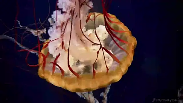 streamy test11 online show from 04/16/26, 02:40