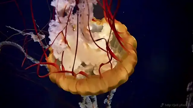 streamy test11 online show from 03/30/26, 12:50