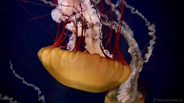 streamy test11 online show from 02/17/25, 08:09