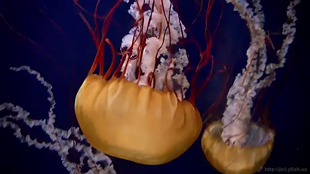 streamy test11 online show from 09/24/25, 07:59