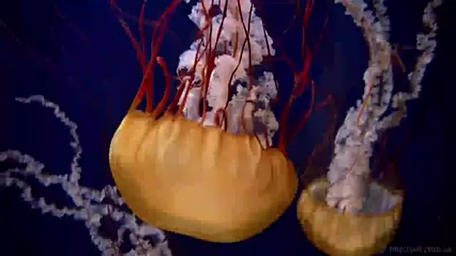 streamy test11 online show from 03/31/26, 07:54