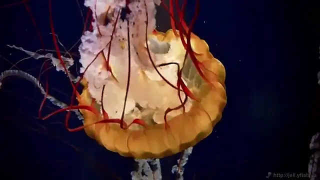 streamy test11 online show from 01/31/25, 08:11