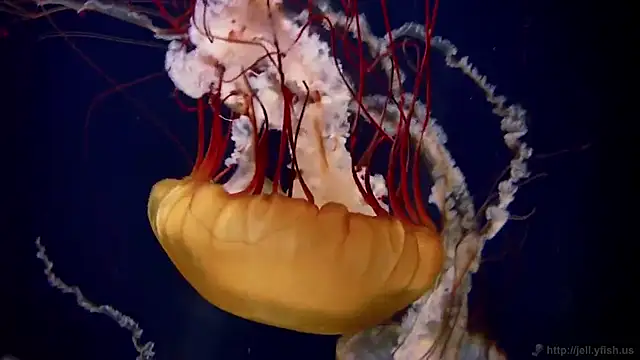 streamy test11 online show from 11/27/25, 03:01