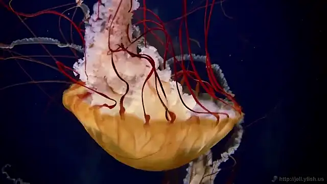 streamy test11 online show from 01/14/26, 11:47