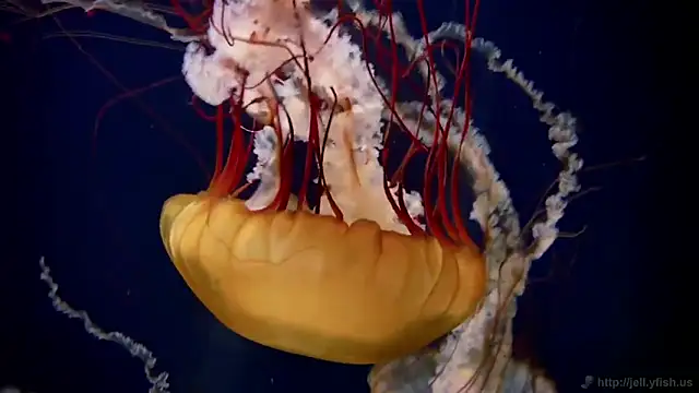 streamy test11 online show from 02/05/26, 10:22