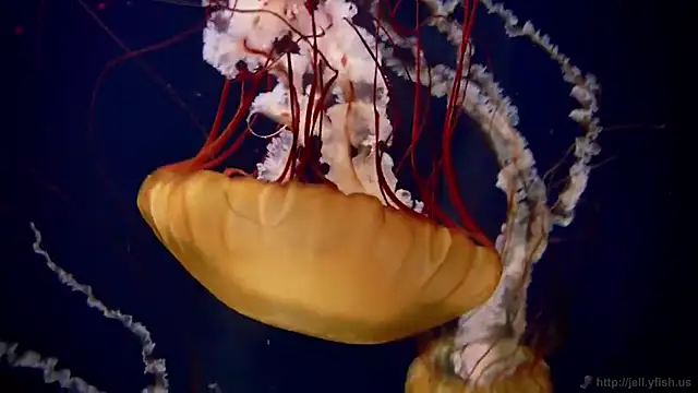 streamy test11 online show from 11/10/25, 05:29