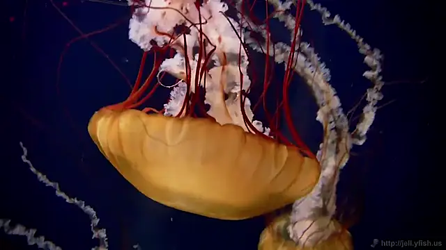 streamy test11 online show from 03/18/26, 01:02