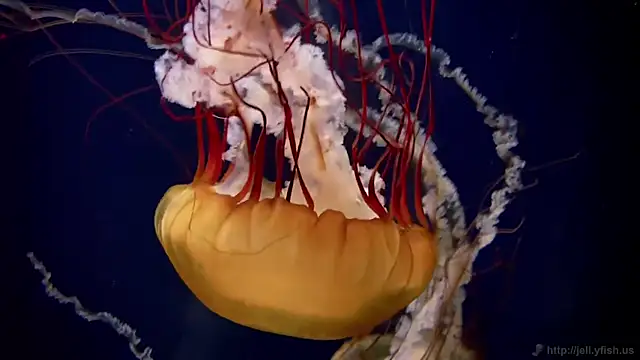 streamy test11 online show from 03/27/26, 03:24