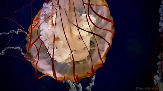 streamy test11 online show from 10/21/25, 09:09