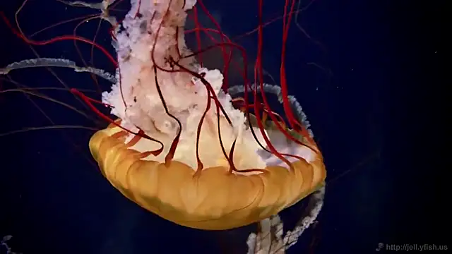 streamy test11 online show from 11/28/25, 08:36