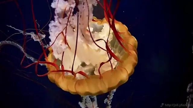 streamy test11 online show from 10/22/25, 08:25