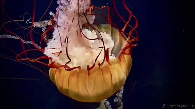 streamy test11 online show from 03/09/26, 03:26