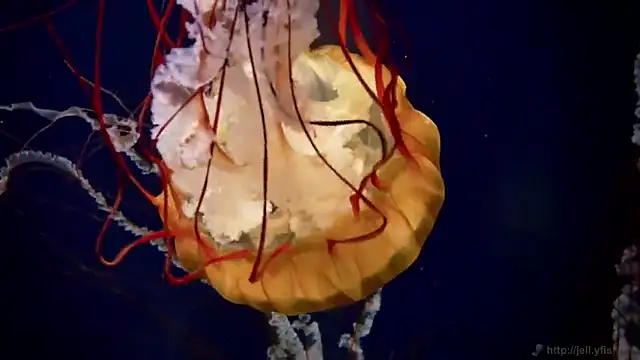 streamy test12 online show from 10/31/25, 08:44