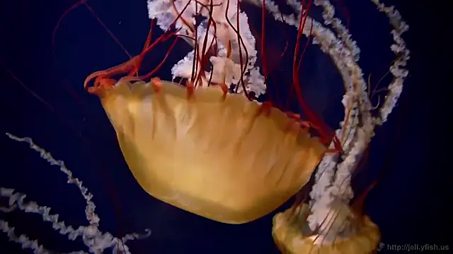 streamy test12 online show from 02/18/26, 09:22