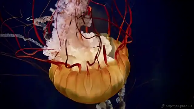 streamy test12 online show from 10/27/25, 12:06