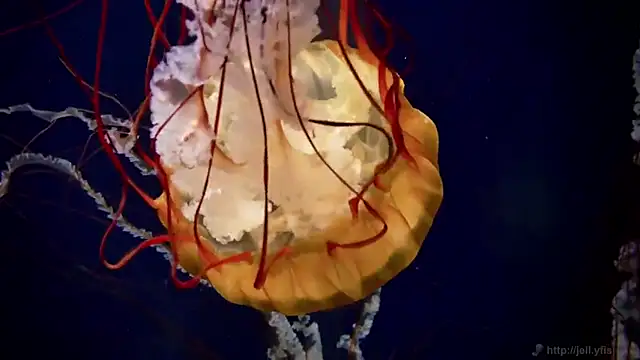 streamy test12 online show from 11/27/25, 03:01