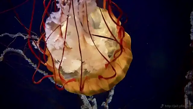 streamy test12 online show from 10/22/25, 08:25