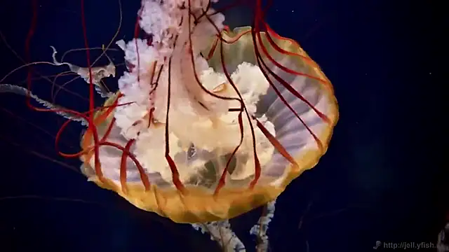 streamy test12 online show from 12/04/25, 01:54