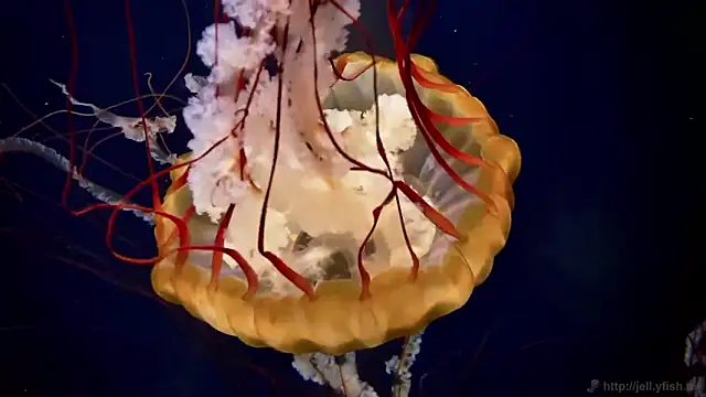 streamy test12 online show from 02/11/26, 02:39