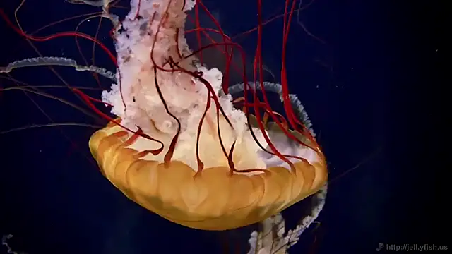 streamy test13 online show from 02/26/25, 08:17