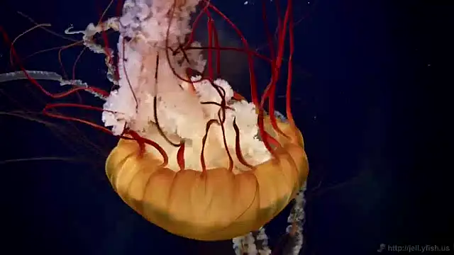 streamy test13 online show from 01/17/25, 08:13