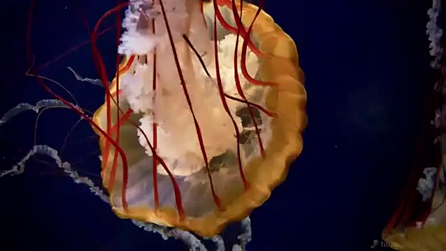 streamy test13 online show from 01/23/25, 08:15