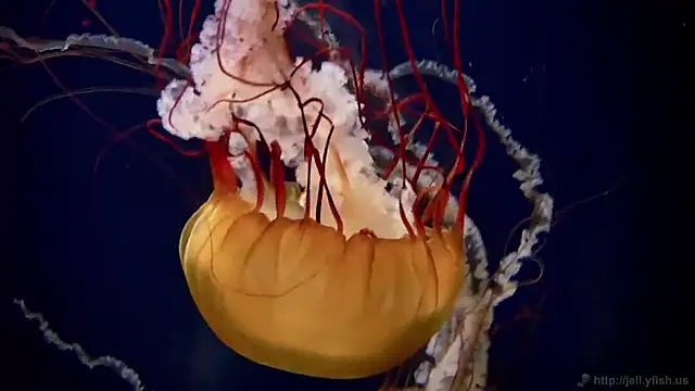 streamy test13 online show from 02/24/25, 08:17