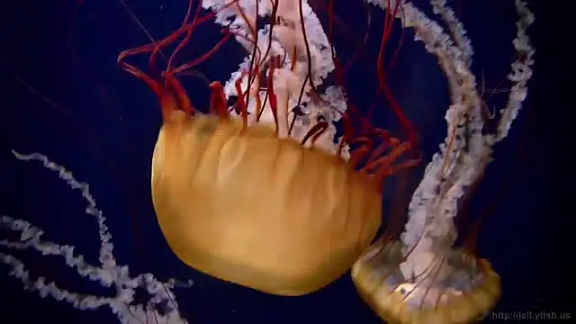 streamy test13 online show from 12/09/24, 08:11