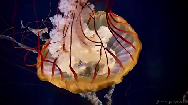 streamy test13 online show from 10/15/25, 03:20