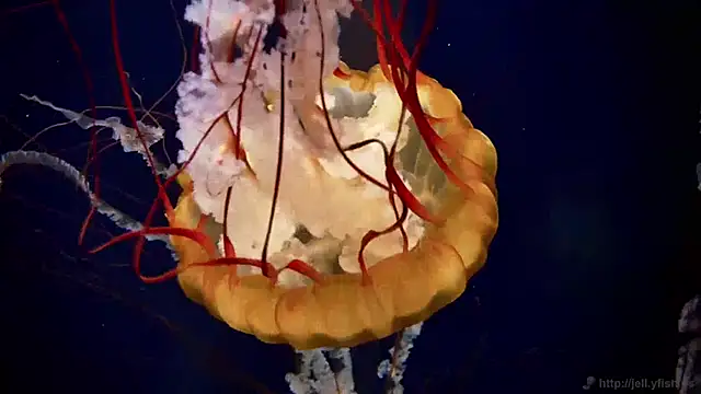 streamy test13 online show from 12/31/24, 08:15