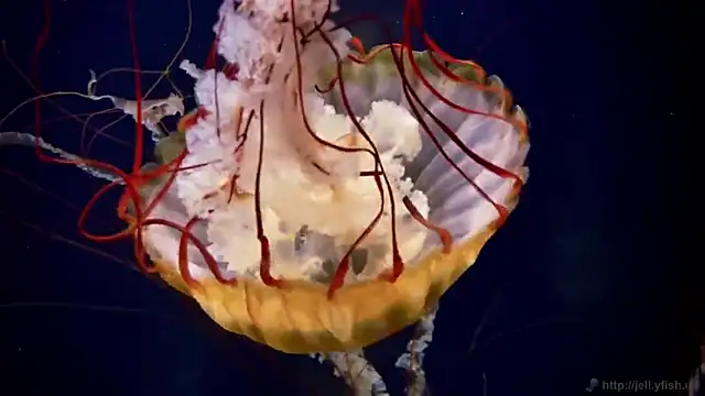 streamy test13 online show from 10/21/25, 08:14