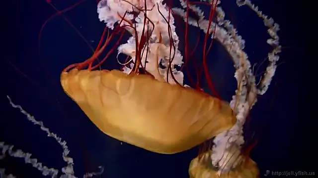 streamy test13 online show from 02/03/25, 08:13