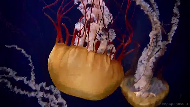 streamy test13 online show from 12/13/24, 08:09